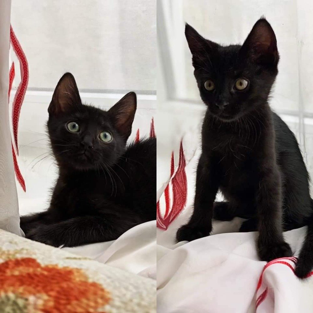 Бусинка и Бэтмен ждут свою маму, чтобы намурчать ей на ушко кошачьи секреты Бусинка и Бэтмен ждут свою маму, чтобы намурчать ей на ушко кошачьи секреты