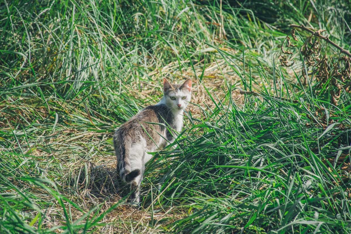Но стоит оказаться вблизи, и тут же на первый план выйдут недовольные местные жители
