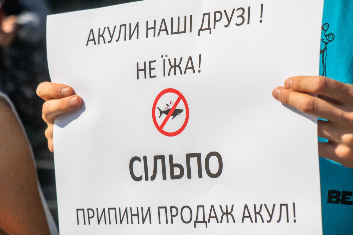 Как утверждают активисты, в Novus мясо голубой акулы из продажи еще не изъяли Как утверждают активисты, в Novus мясо голубой акулы из продажи еще не изъяли