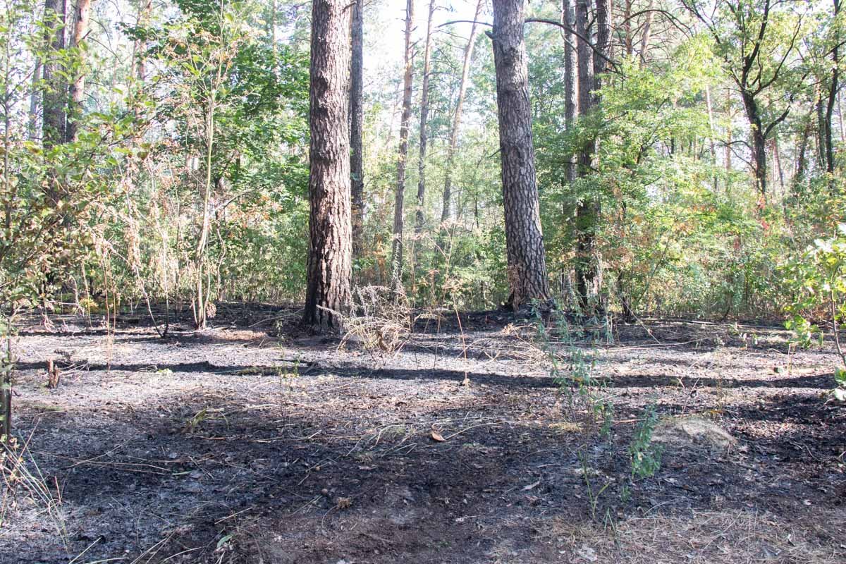 Загорелся лес, который расположен на границе микрорайона