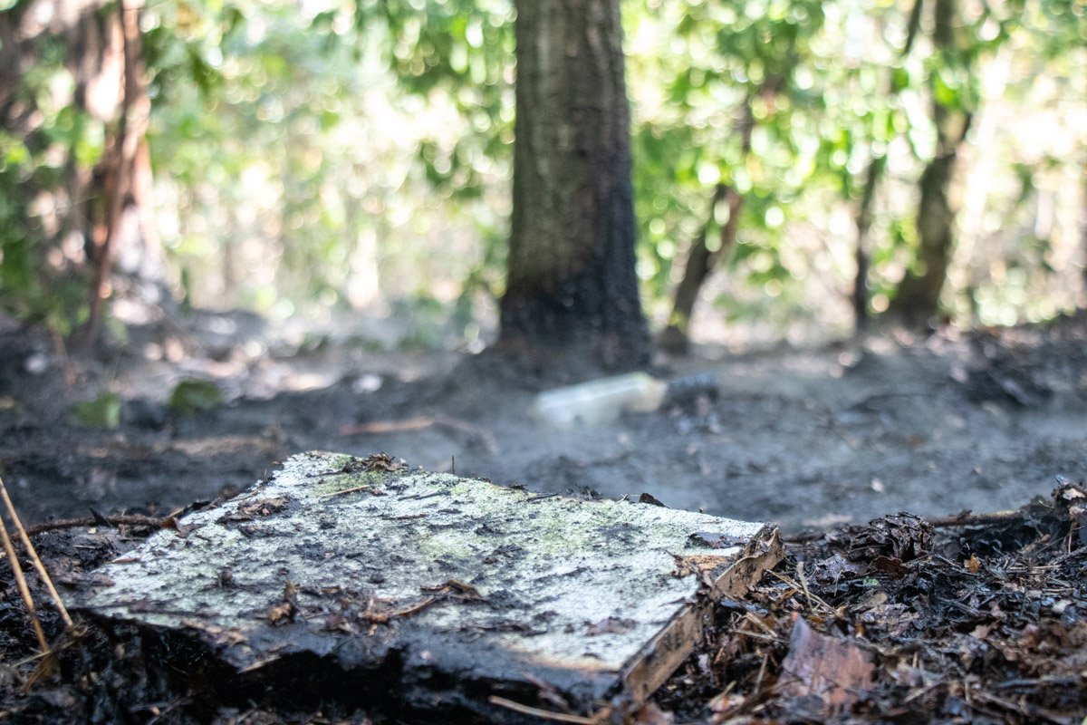 На территории леса загорелся травяной настил и мусор, оставленный недобросовестными жителями Киева