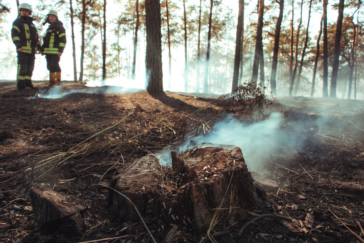 Во вторник, 10 сентября, в Киеве на Лесном массиве произошел пожар Во вторник, 10 сентября, в Киеве на Лесном массиве произошел пожар
