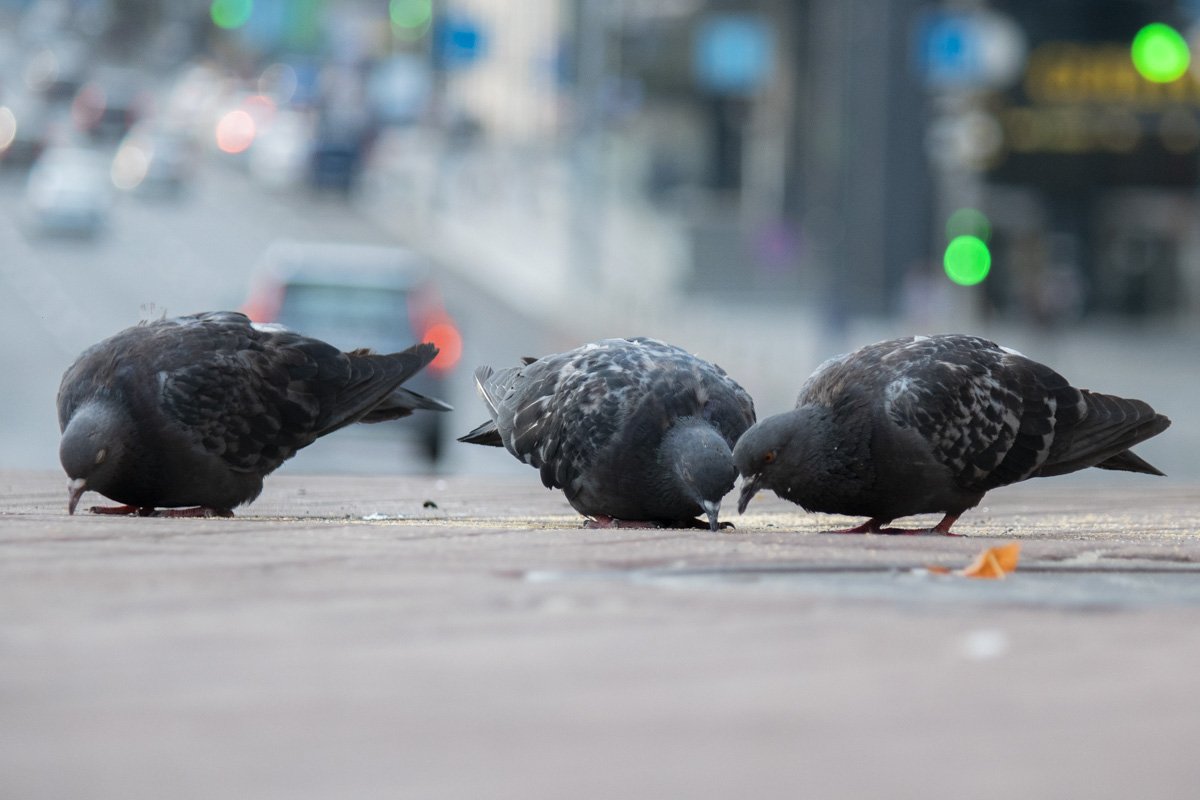 Столичные голуби - один из символов Киева Столичные голуби - один из символов Киева