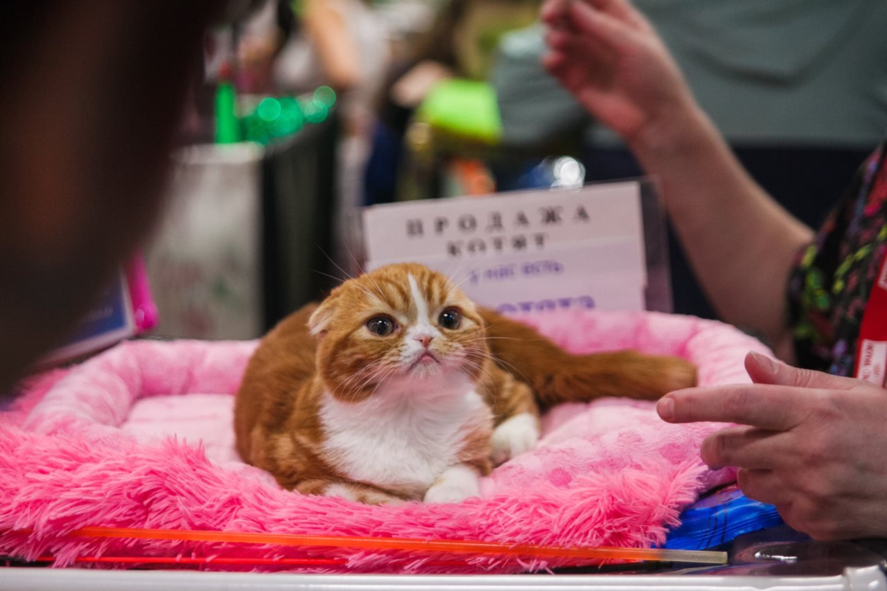 Самая милая выставка уже открылась в столице Самая милая выставка уже открылась в столице