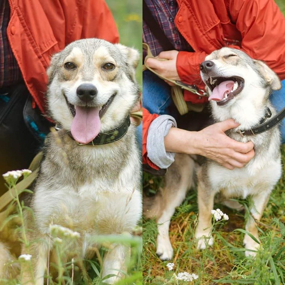 Озорной Бони ростом ниже колена станет верным другом и заботливым семьянином 