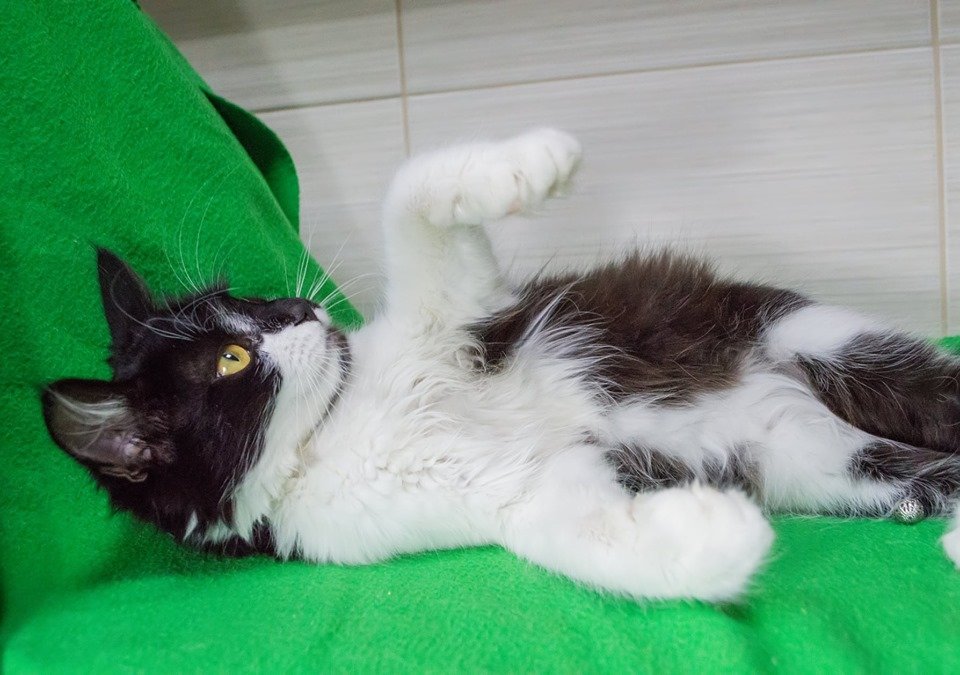 Маленький покоритель сердец - Оззи, не Осборн, а круче!