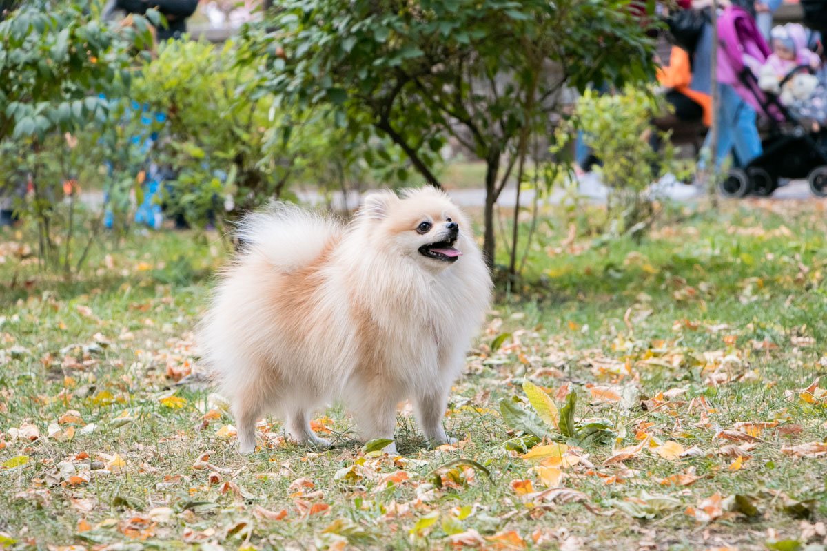 Какого я цвета? Я - цвета осени