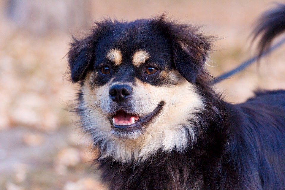 Борис Семенович ждет своего хозяина в Киеве 