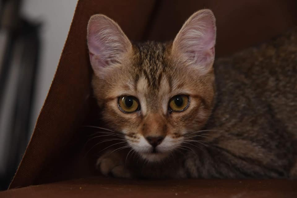 Готовы приручить хищника? Тогда забирайте малышку домой