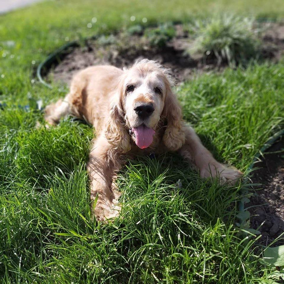 Настоящий спаниель Фредди готов бежать в ваши объятья 