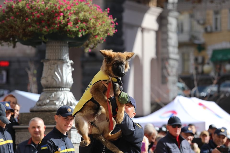 5 щенков посвятили в спасатели - получилась новая и очень милая традиция 