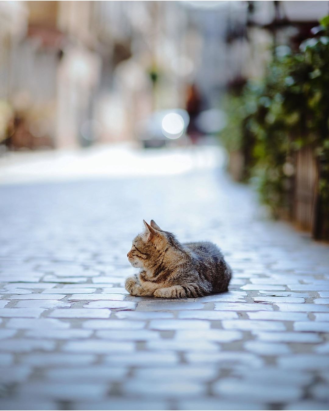 Особенно уютно этому полосатику. Фото: @ihor.goncharenko Особенно уютно этому полосатику. Фото: @ihor.goncharenko