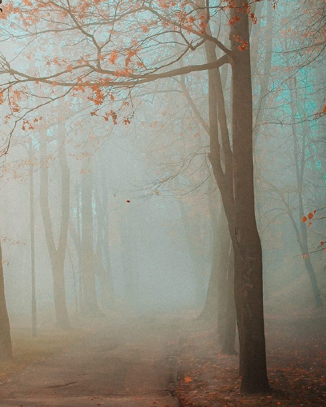 Красоту рассмотреть в тумане. Фото: @p_belskyi Красоту рассмотреть в тумане. Фото: @p_belskyi