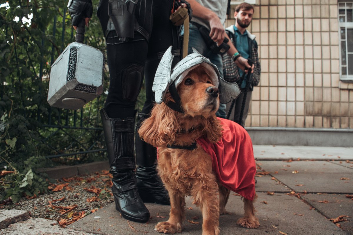 Среди питомцев можно встретить как бога грома и закопанных костей... Среди питомцев можно встретить как бога грома и закопанных костей...