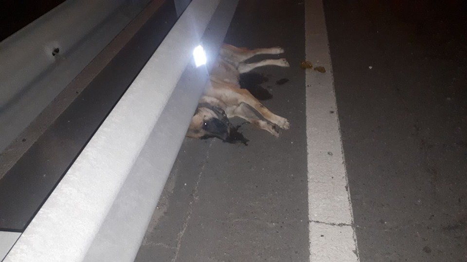 На Столичном шоссе сбили собаку На Столичном шоссе сбили собаку