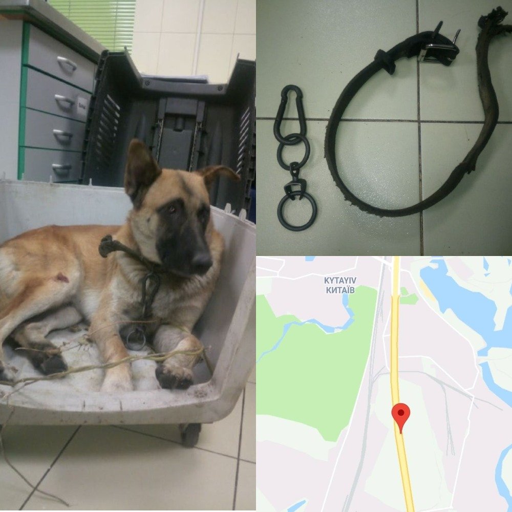 Команда спасения животных подозревает, что у нее есть хозяин, поэтому просят помочь в поисках Команда спасения животных подозревает, что у нее есть хозяин, поэтому просят помочь в поисках