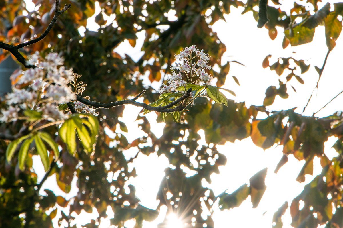Заморозки каштанам не помеха