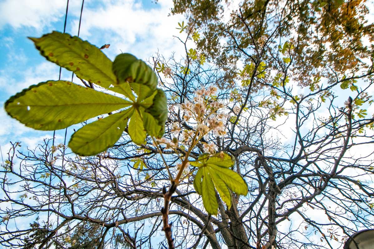 Молодые листочки и белые свечки появились рядом с уже подсыхающими листьями