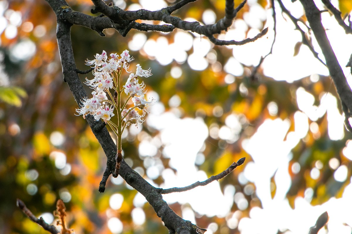 Осеннее чудо
