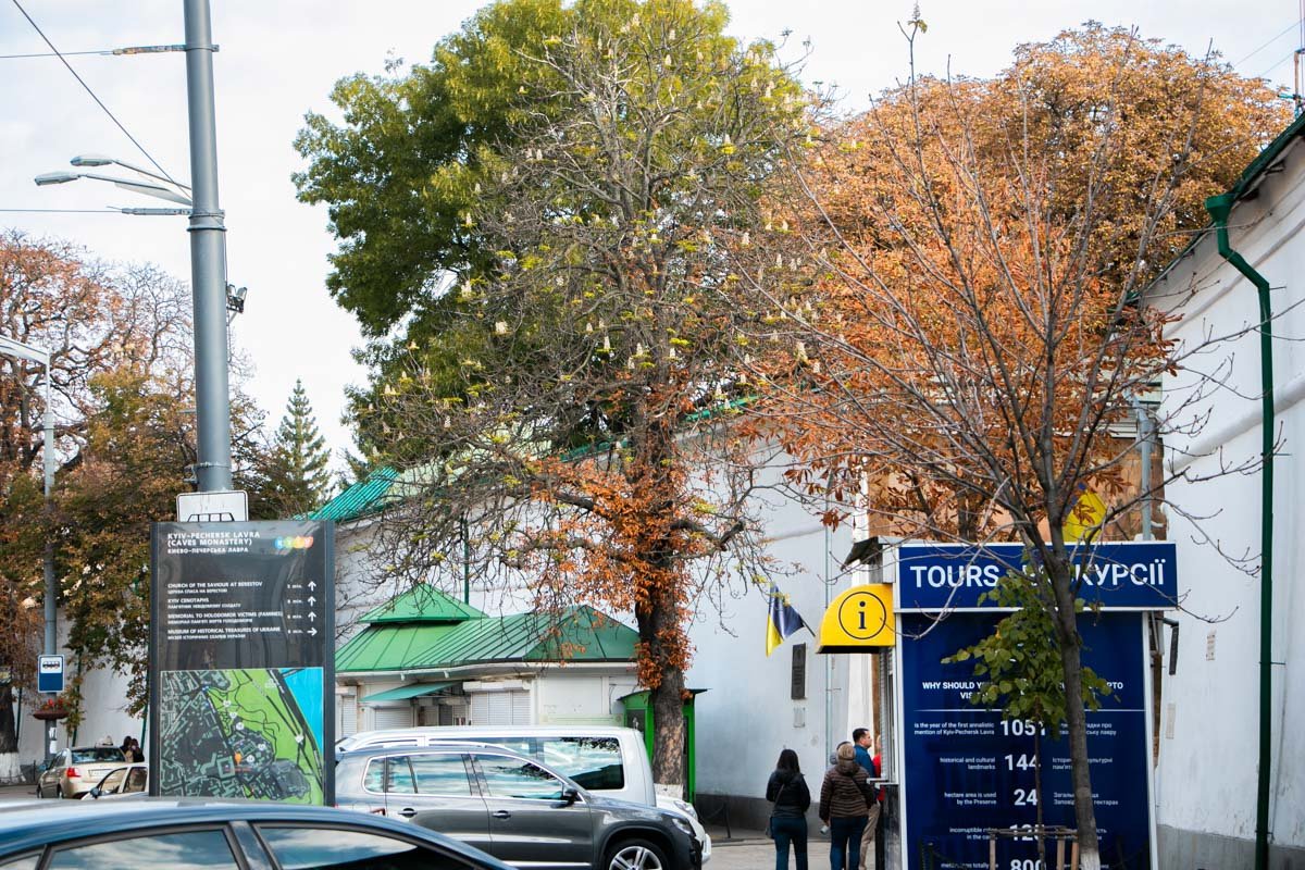 Несвоевременное цветение каштана - это природная аномалия, и она опасна для дерева