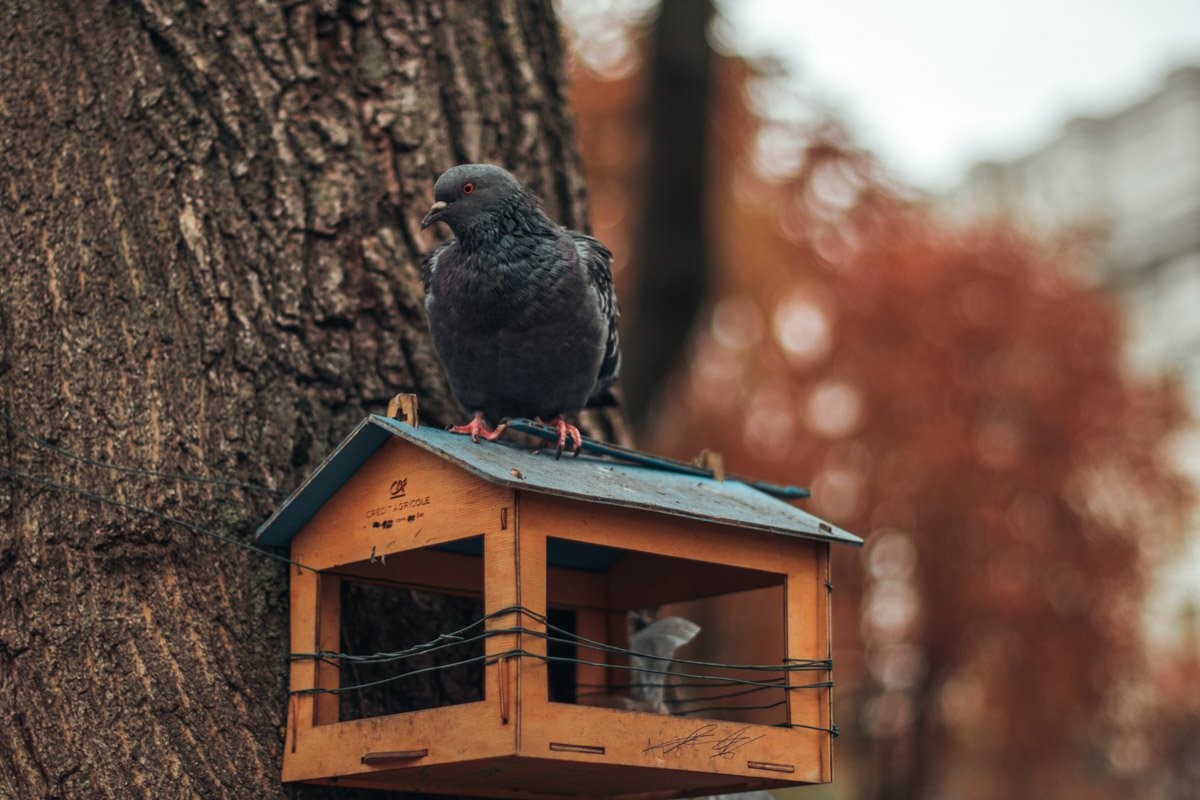 Не забываете заботиться о птичках в холодную пору