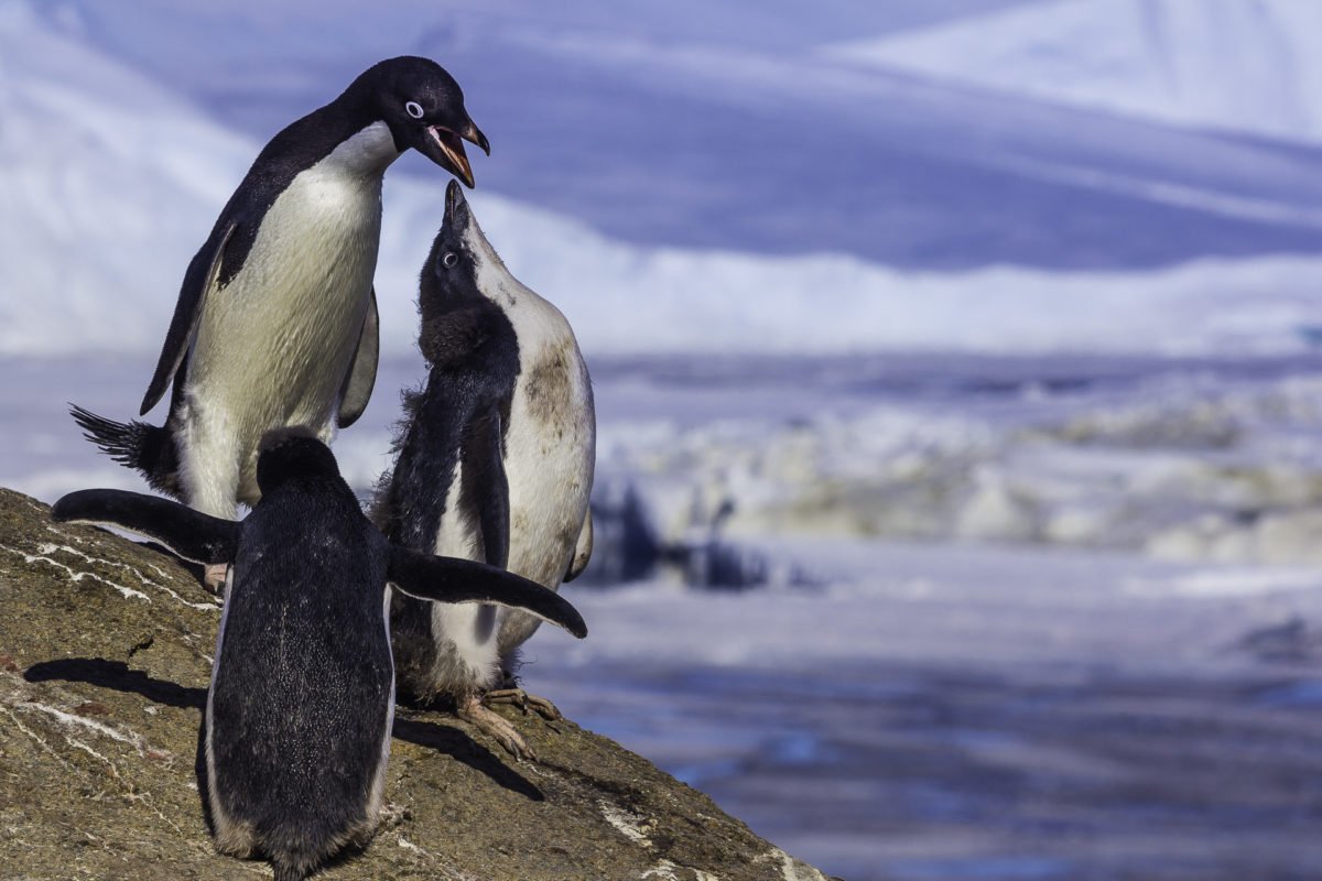 Экспедиция на самый холодный континент займет один месяц Экспедиция на самый холодный континент займет один месяц