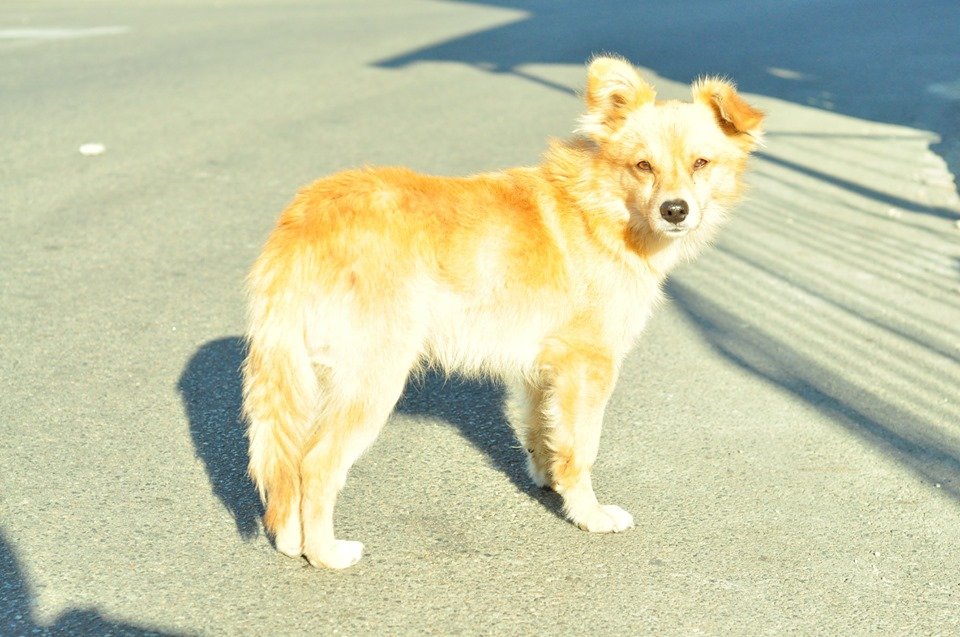 Рыжик - это персональное солнце в вашем доме Рыжик - это персональное солнце в вашем доме