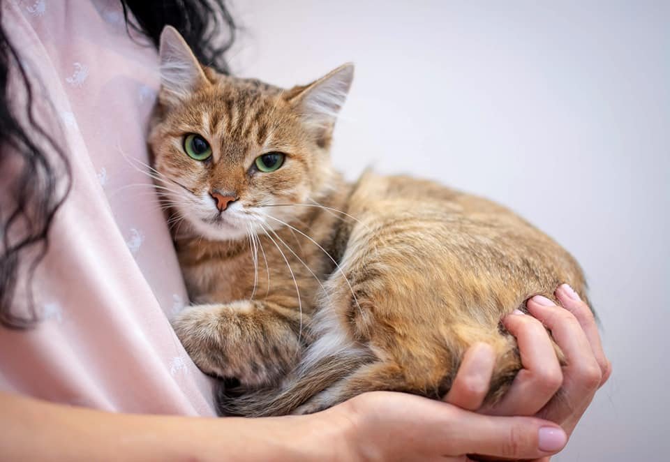 Милая Нора просится к вам на ручки Милая Нора просится к вам на ручки