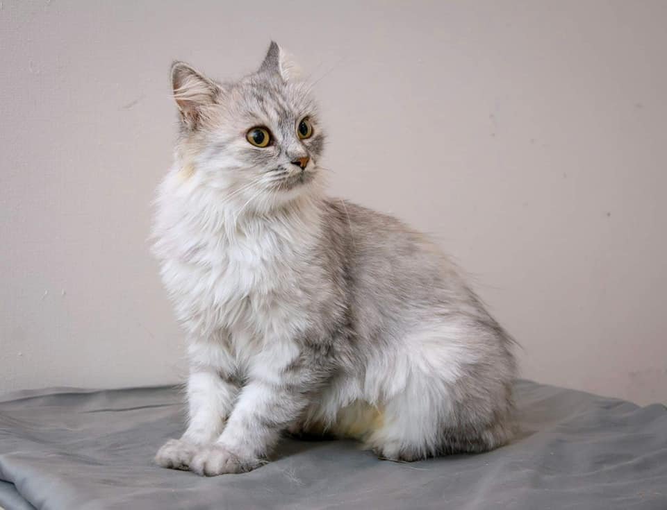 Подарите любовь: какие животные ищут дом в Киеве 4