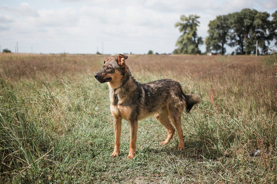 Харизма Чарлика никого не оставит равнодушным Харизма Чарлика никого не оставит равнодушным