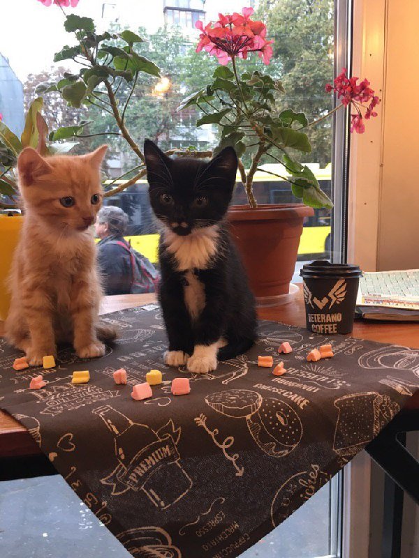 4 крошки ищут уютный дом в Киеве 4 крошки ищут уютный дом в Киеве