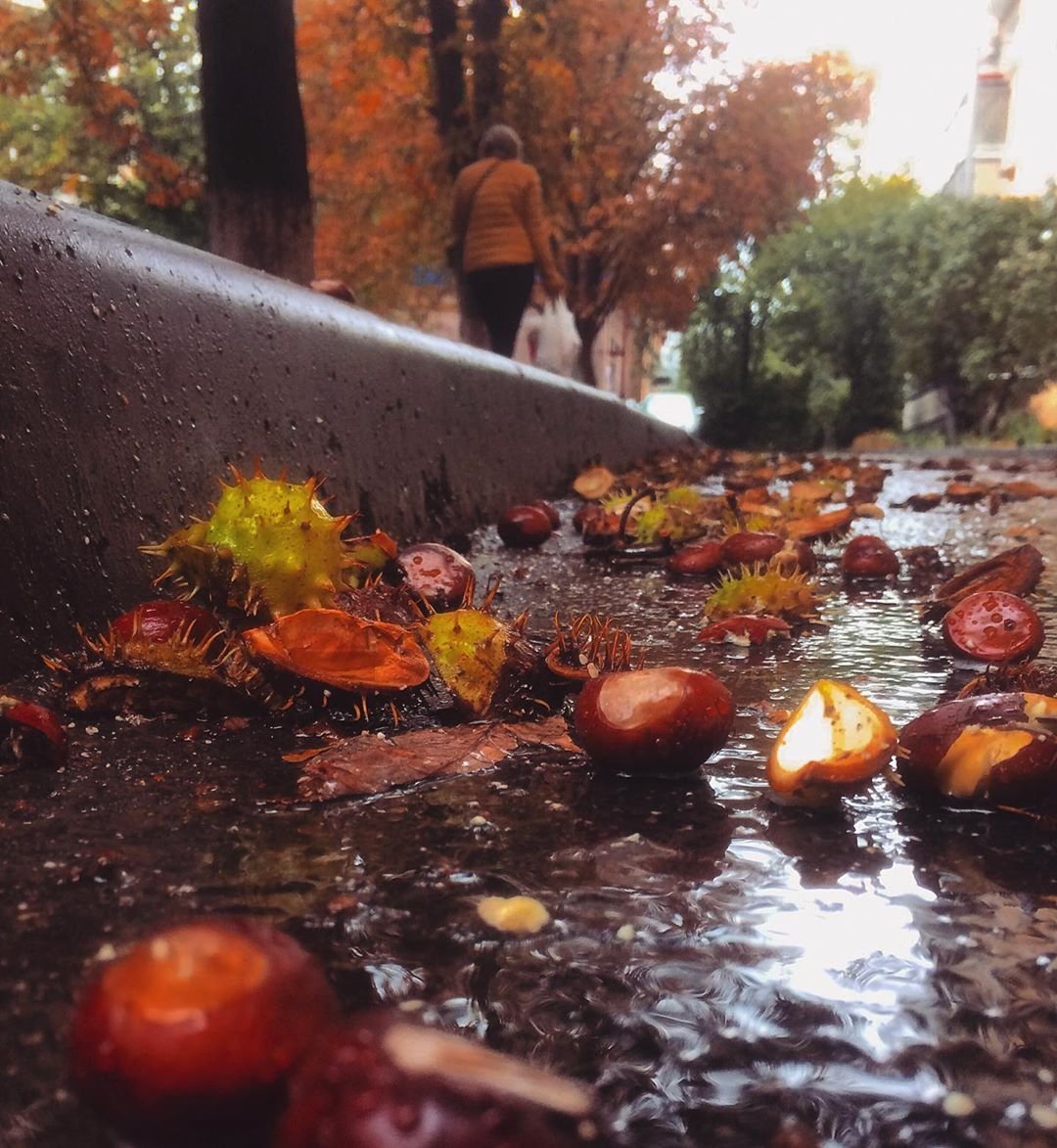 Недаром Киев называют городом каштанов. @anna_bogorad сделала, наверное, самую осеннюю столичную фотографию из возможных