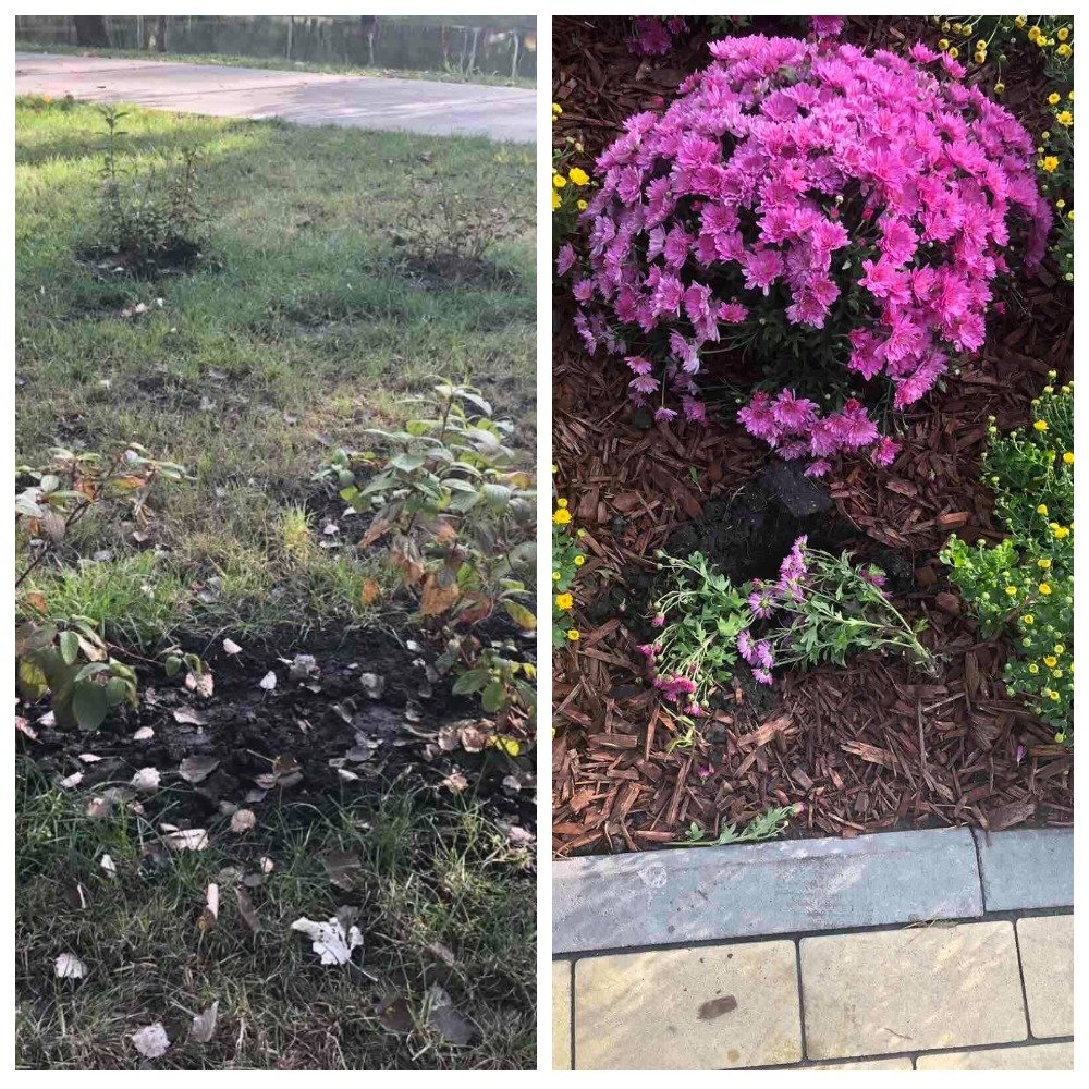 Вандалы в парке вырвали цветы и кусты