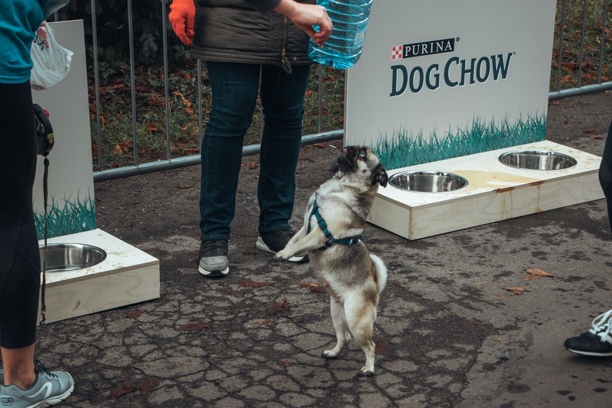 Даже такие маленькие и пухленькие собачки участвовали в марафоне, а ты все никак не оторвешь себя от дивана