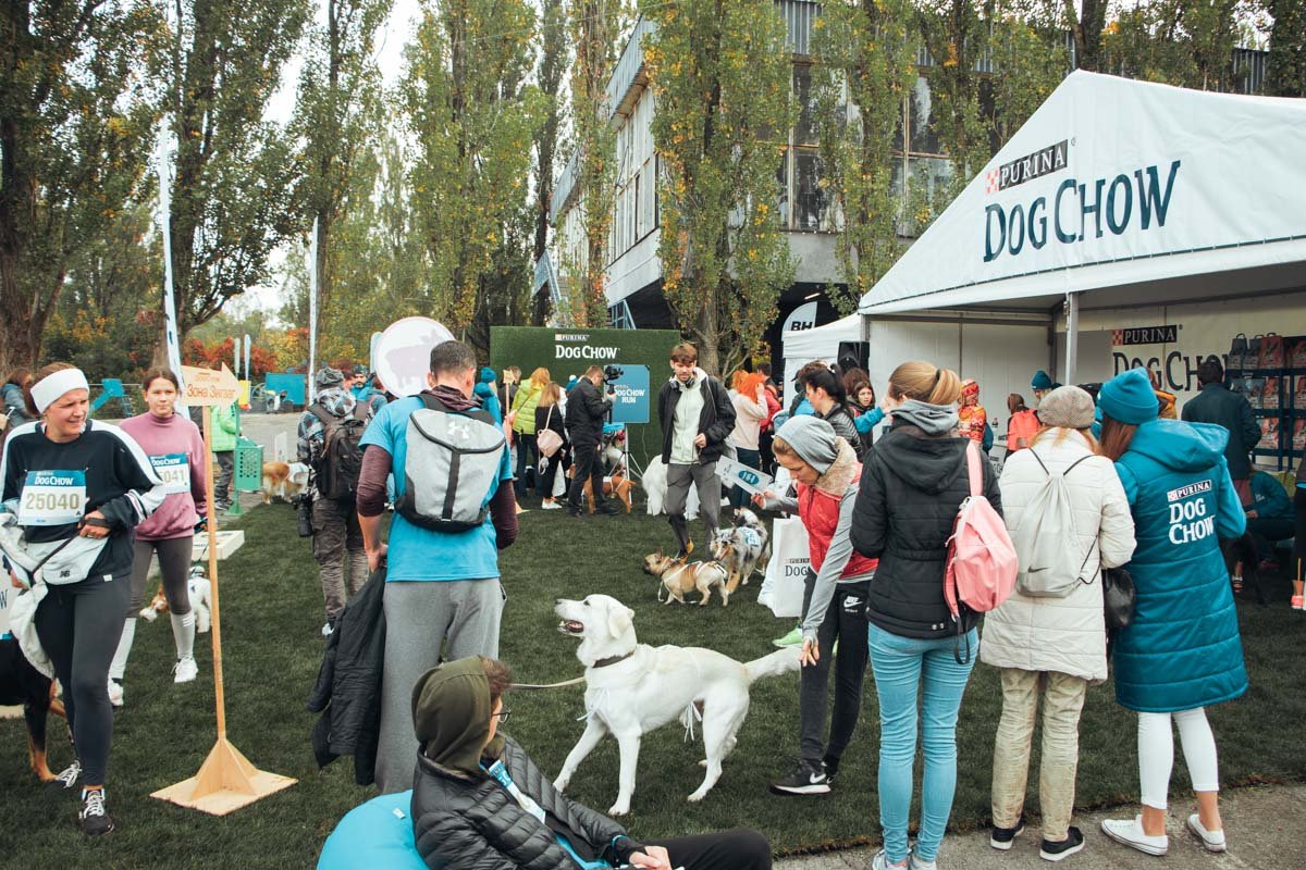 Зона активностей для собак