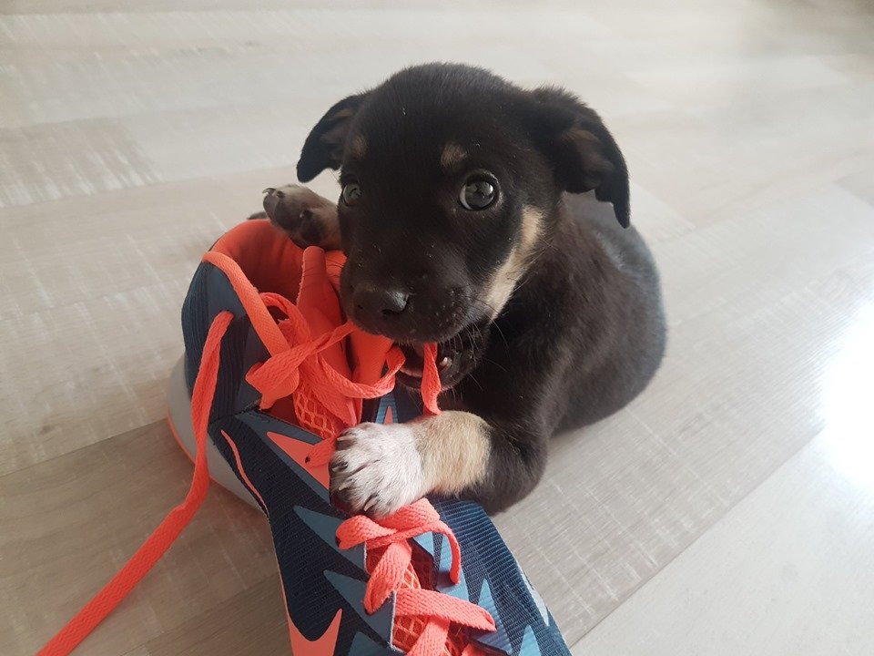 А обувь грызть она отучится, ведь очень умненькая и послушная А обувь грызть она отучится, ведь очень умненькая и послушная