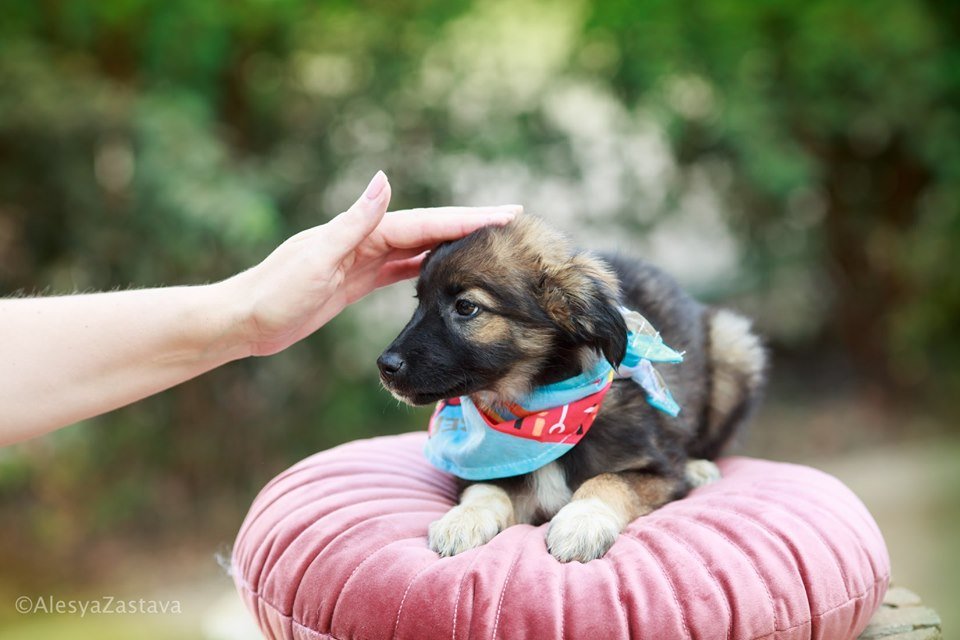 Кристи - пушистый комочек счастья Кристи - пушистый комочек счастья