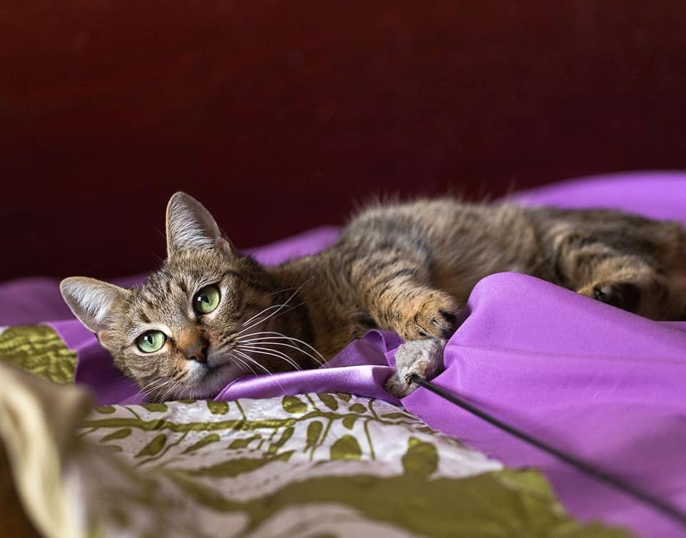 Грация и верность - это все о ней, гремучий коктейль счастья Грация и верность - это все о ней, гремучий коктейль счастья