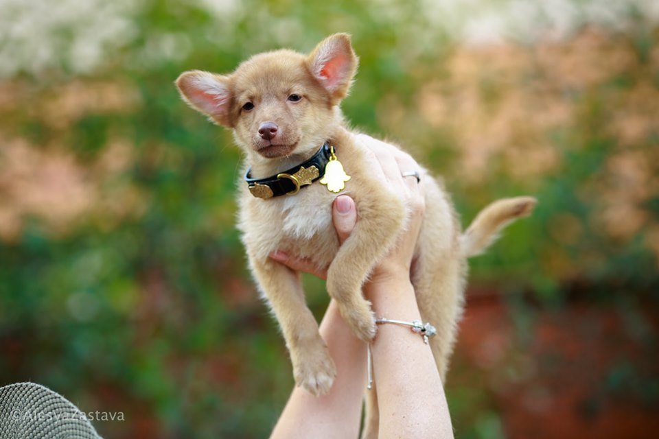 Не думайте, это не лисенок, это настоящий пес Не думайте, это не лисенок, это настоящий пес
