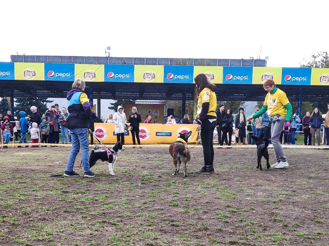 Три самых красивых дворняги 2019 Три самых красивых дворняги 2019