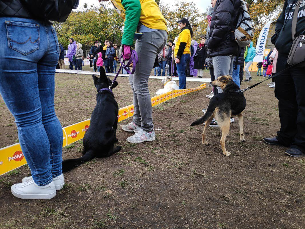 Прекрасные дворняги и их хозяева Прекрасные дворняги и их хозяева