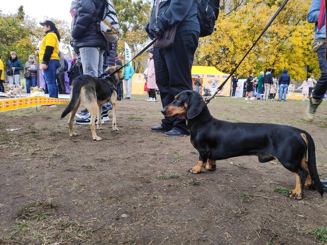 Породистый друг болеет за своих беспородных собратьев Породистый друг болеет за своих беспородных собратьев