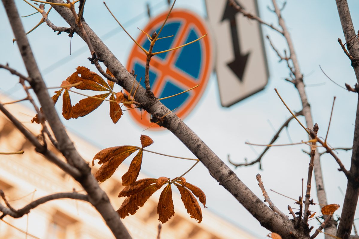 О приближении зимы напоминают опавшая листва каштанов О приближении зимы напоминают опавшая листва каштанов