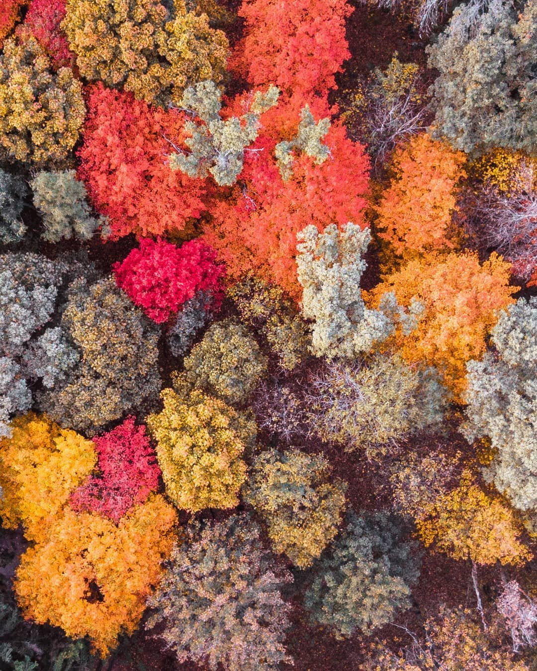 Разве вас не завораживает такая осенняя палитра? Фото: @jekaloc