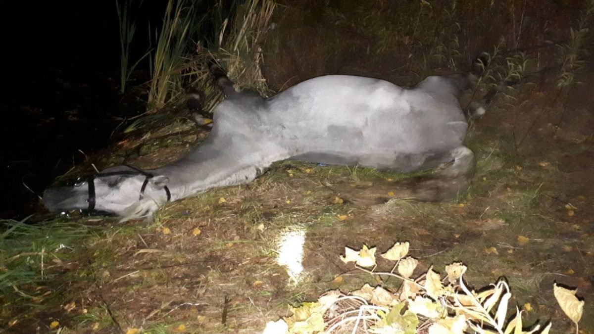 Тушу коня передали хозяевам Тушу коня передали хозяевам