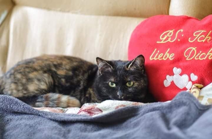 Уже почти год Шипа сидит на передержке