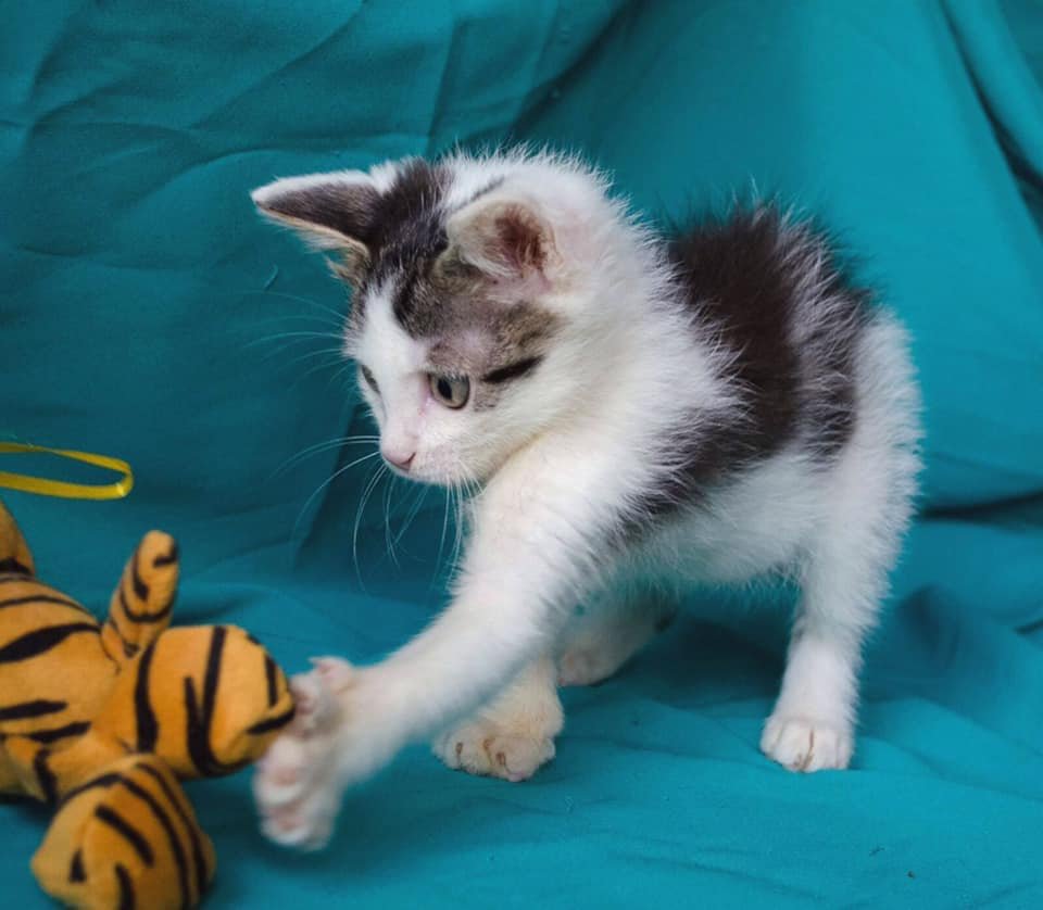 Это чудесное дите в поисках мамы и папы