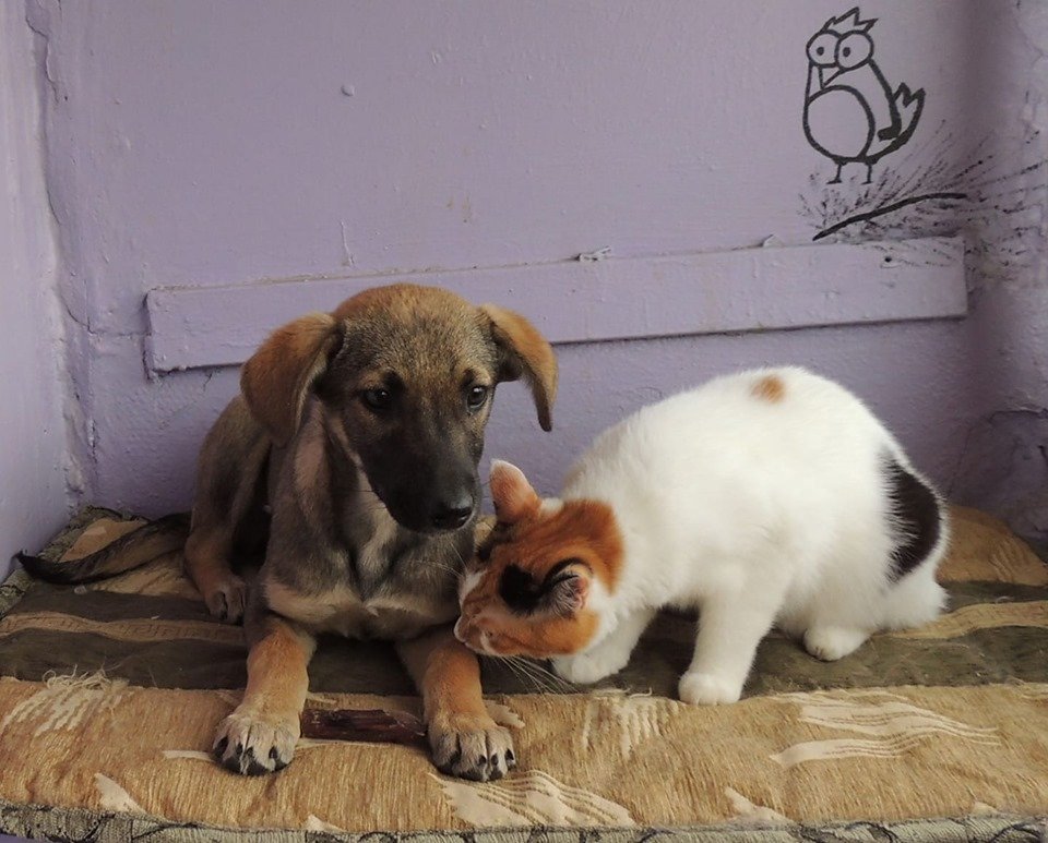 У этого чуда совсем нет времени, всего три дня на передержке