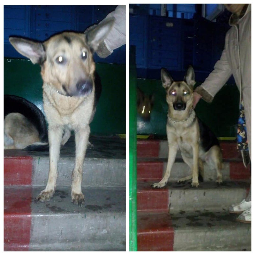 Несколько дней назад их хозяин сгорел в квартире и они остались без семьи, без дома