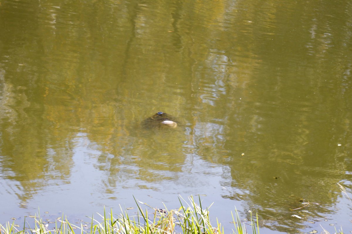 Оказалось, на озере всплыл труп мужчины, из воды виднелась только голова